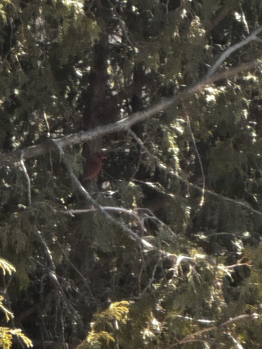 Northern Cardinal - ML615922481