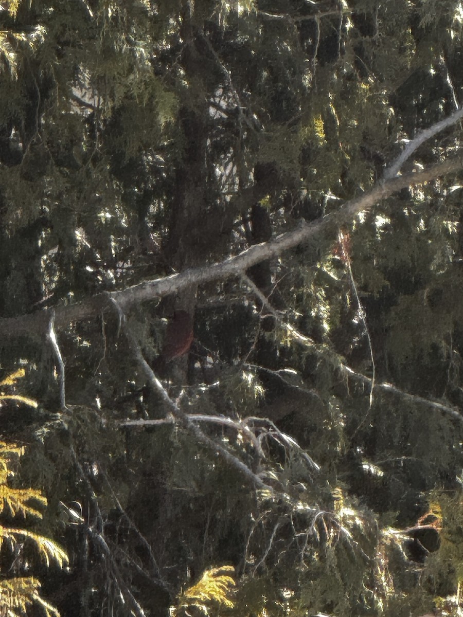 Northern Cardinal - ML615922482