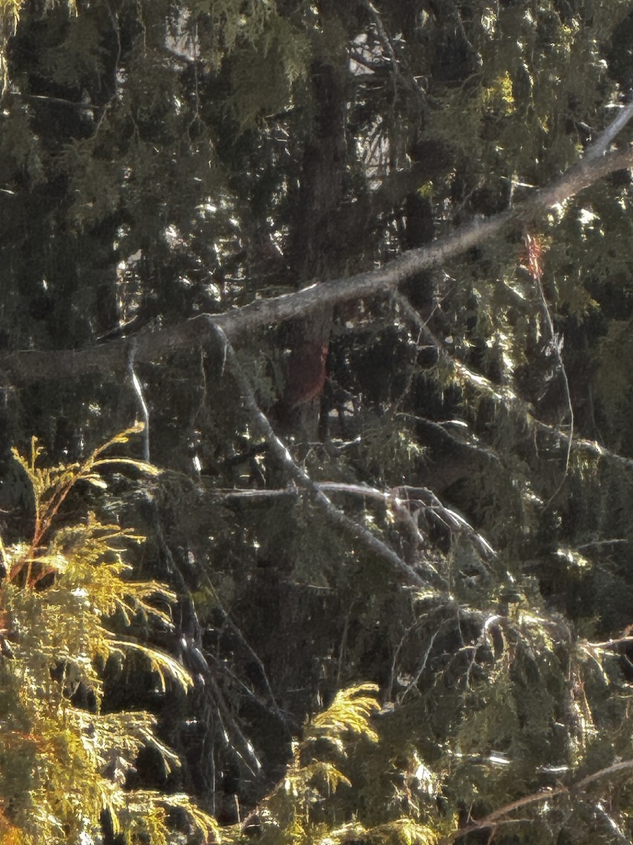 Northern Cardinal - ML615922483