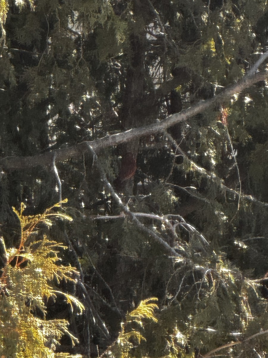 Northern Cardinal - ML615922484