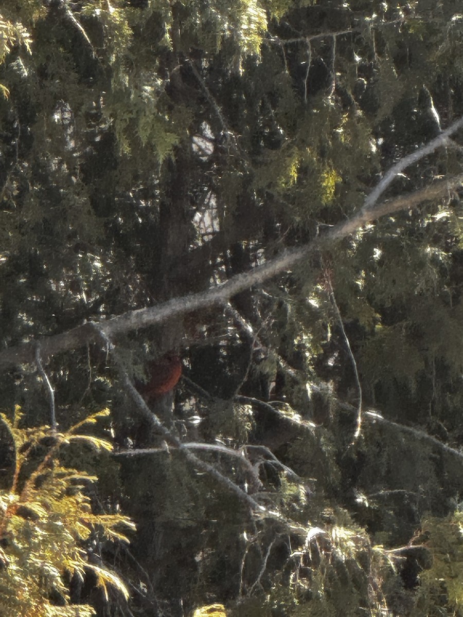 Northern Cardinal - ML615922485