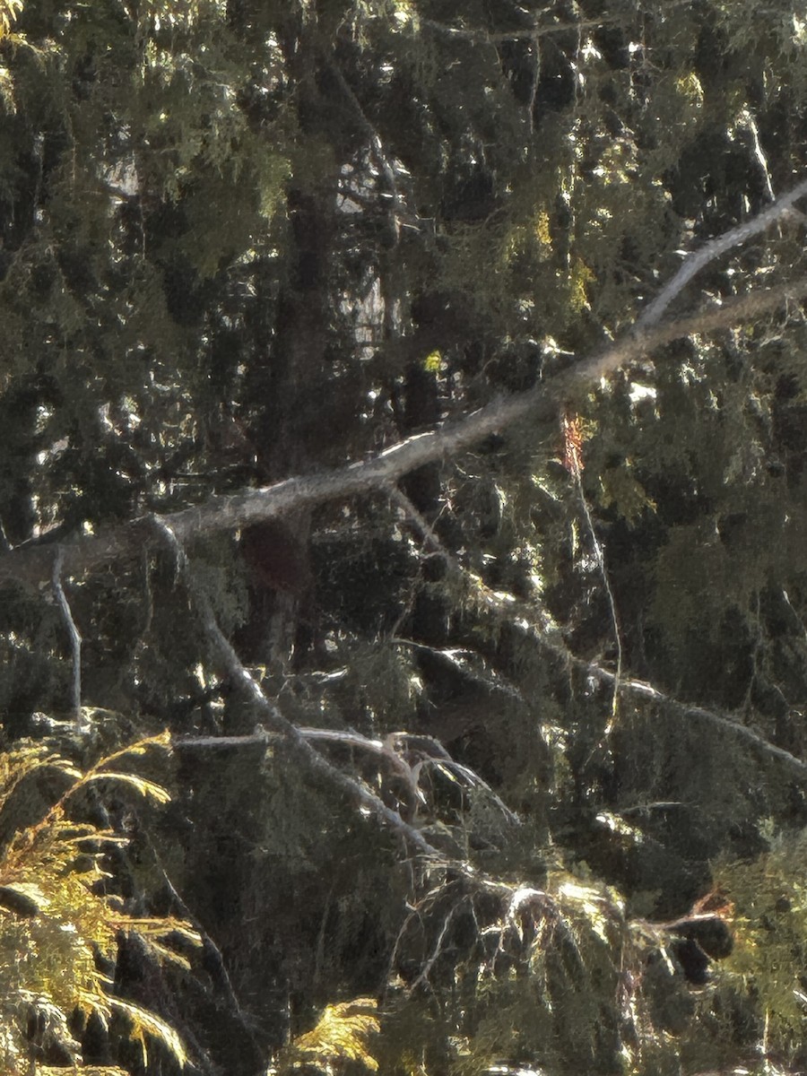 Northern Cardinal - ML615922486