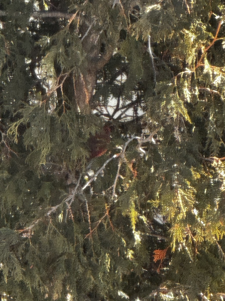 Northern Cardinal - ML615922487