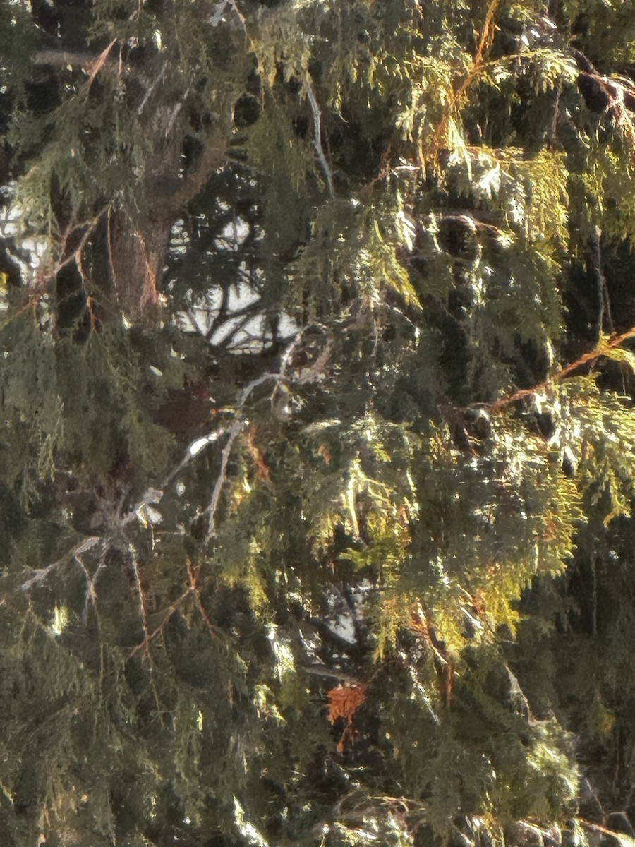 Northern Cardinal - ML615922489