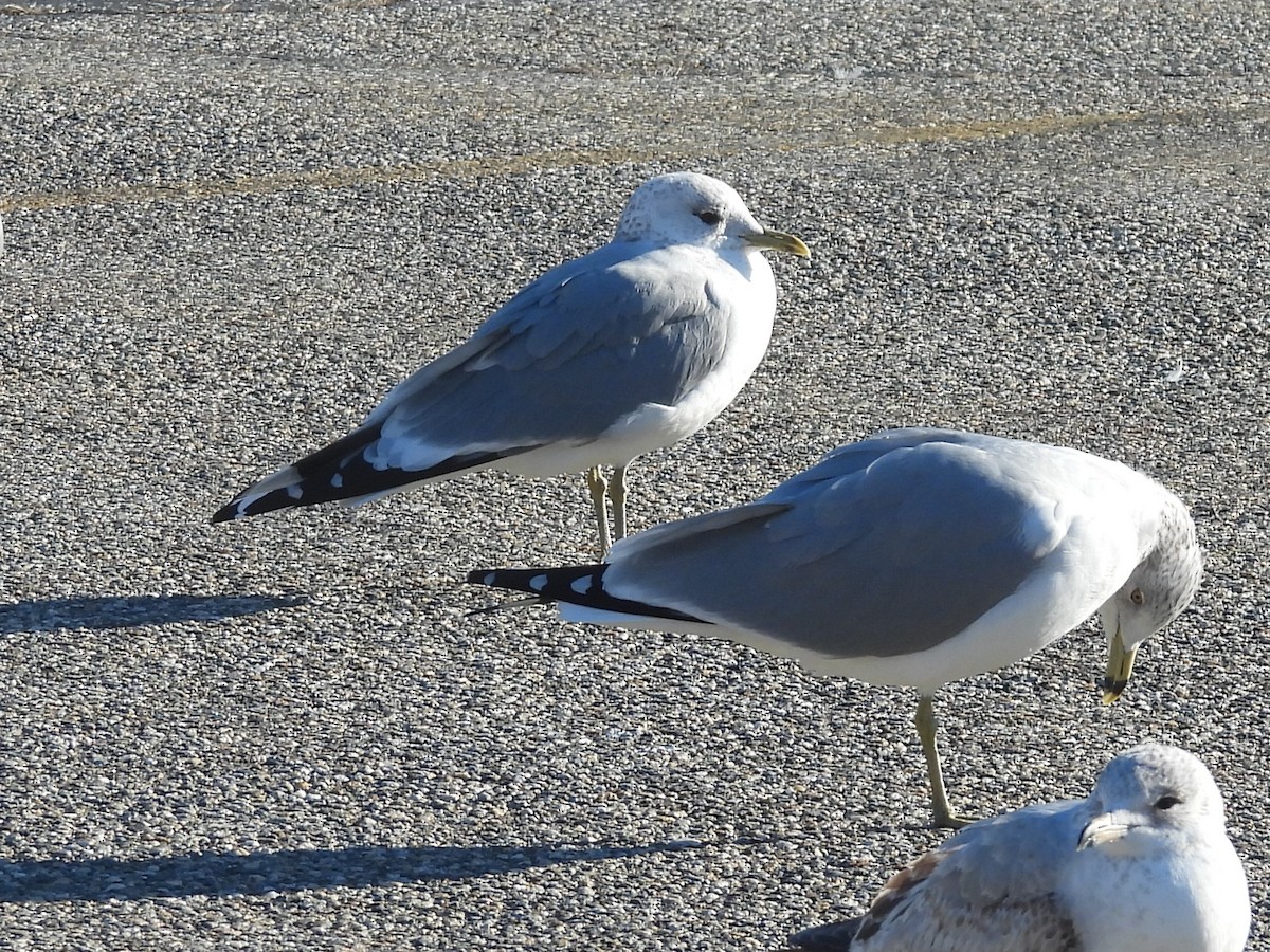 Common Gull (European) - ML615922491