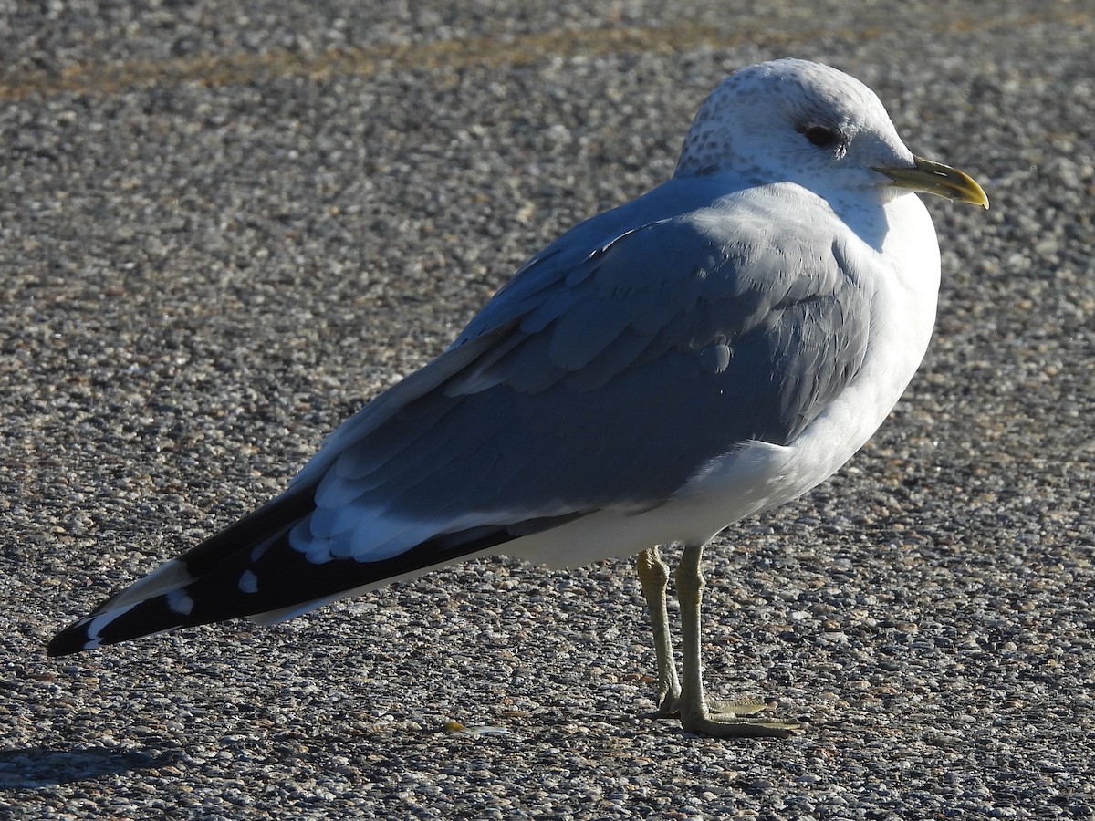 Common Gull (European) - ML615922500