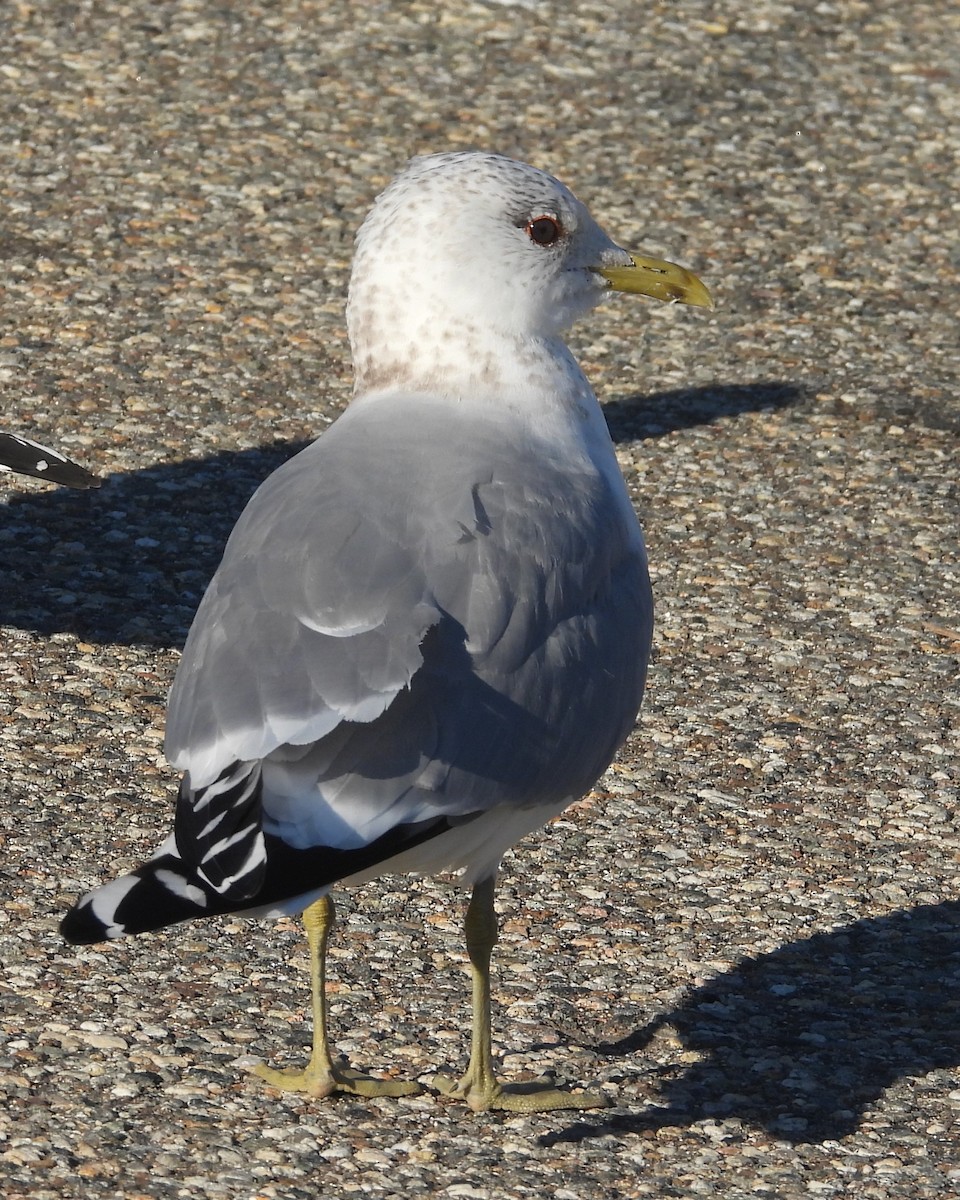 Common Gull (European) - ML615922502