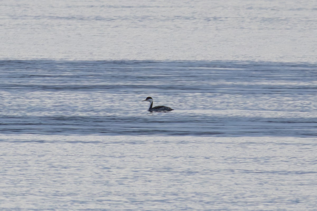 Western Grebe - ML615922541