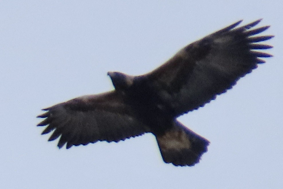 Golden Eagle - Merrie Perron