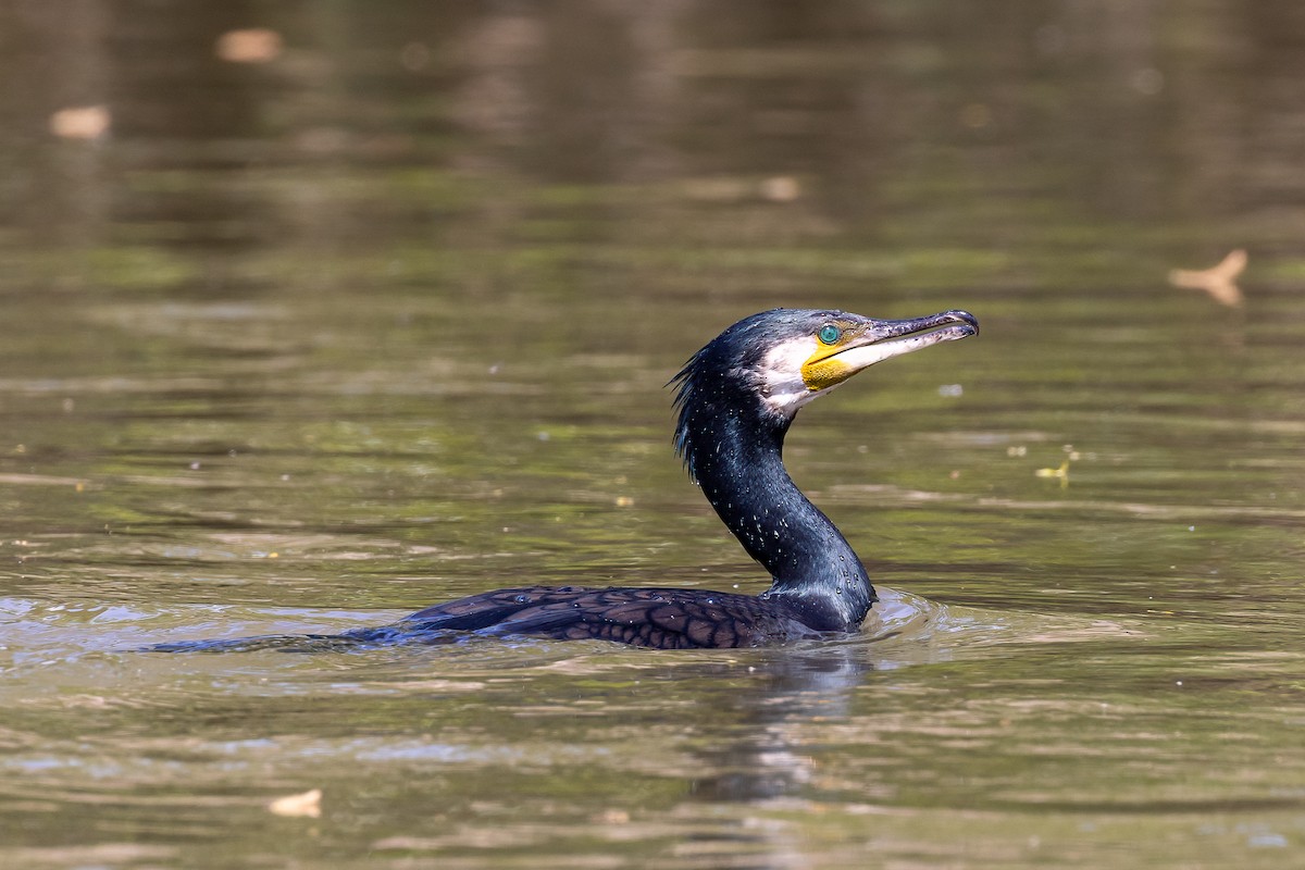 Cormorán Grande - ML615922583