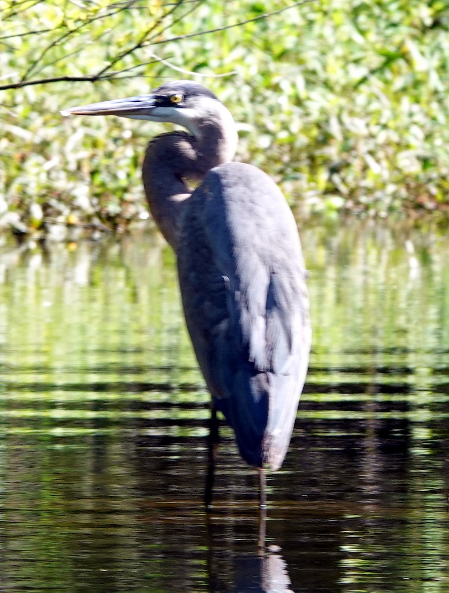 Great Blue Heron - ML615922587