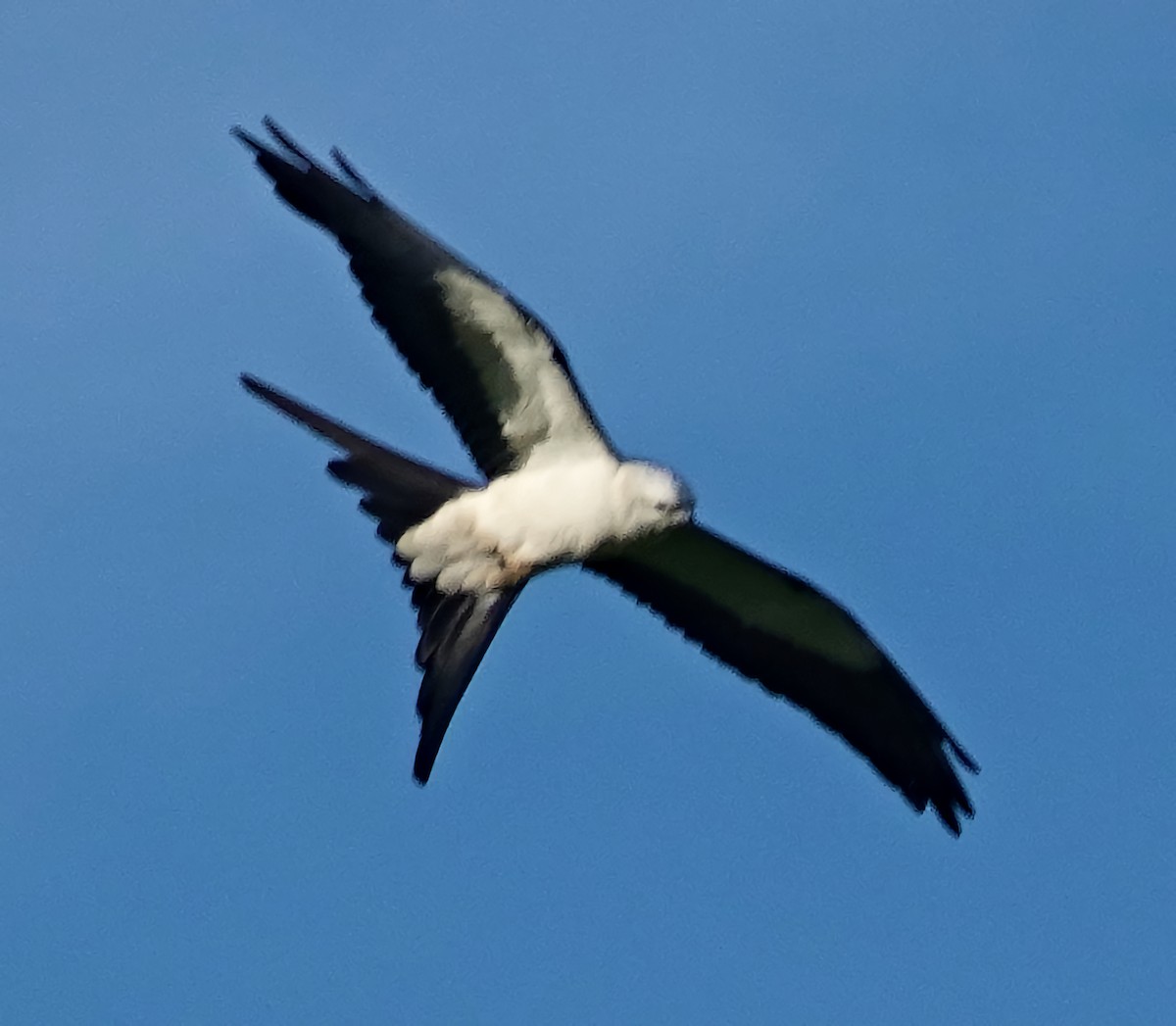 Swallow-tailed Kite - ML615922612