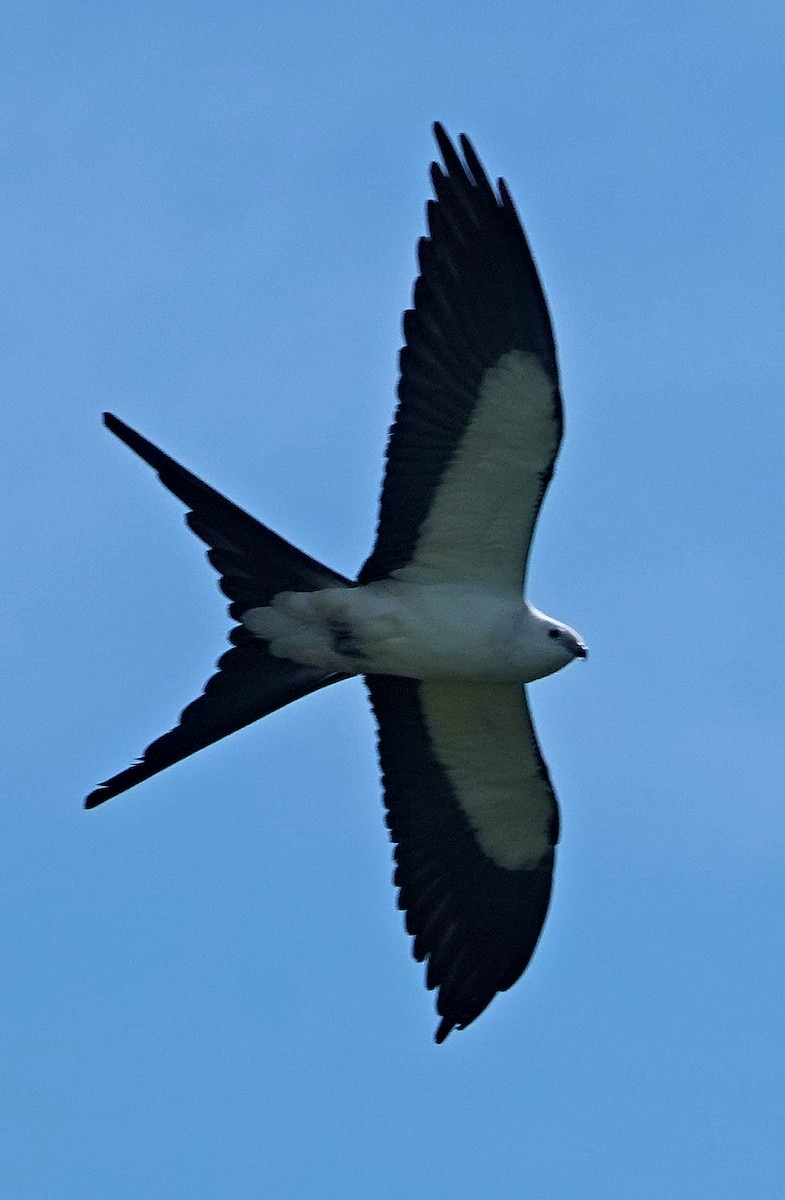 Swallow-tailed Kite - ML615922613