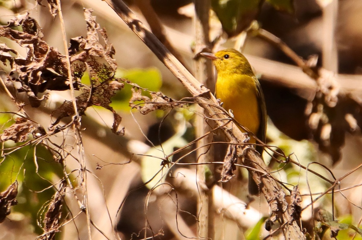 Golden Vireo - ML615922620