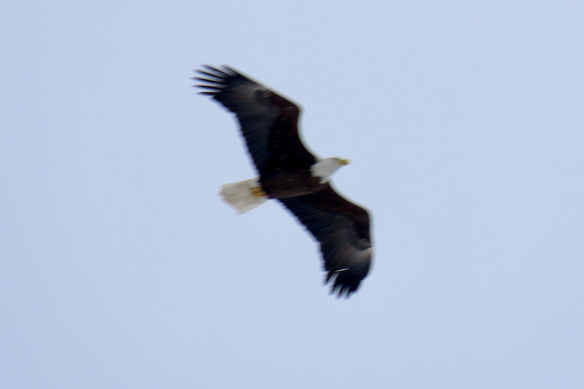 Bald Eagle - Merrie Perron