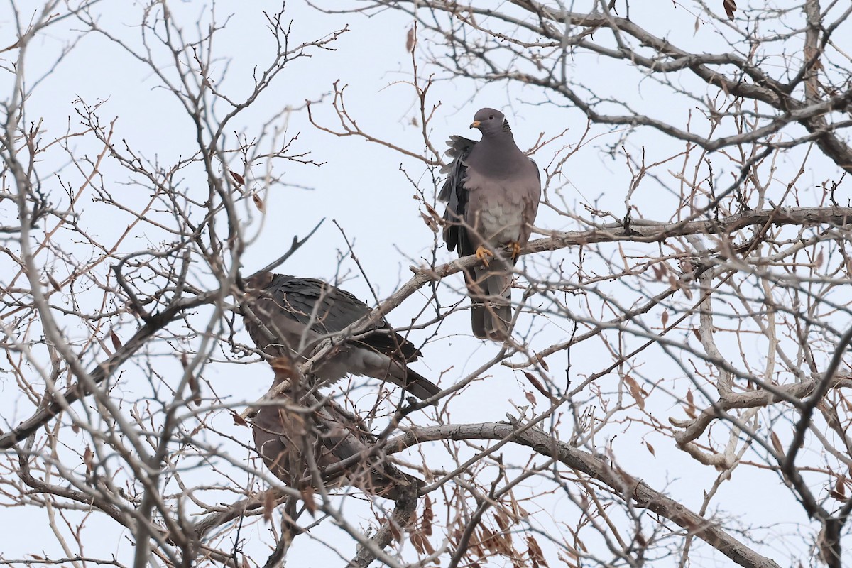 Band-tailed Pigeon - ML615922640
