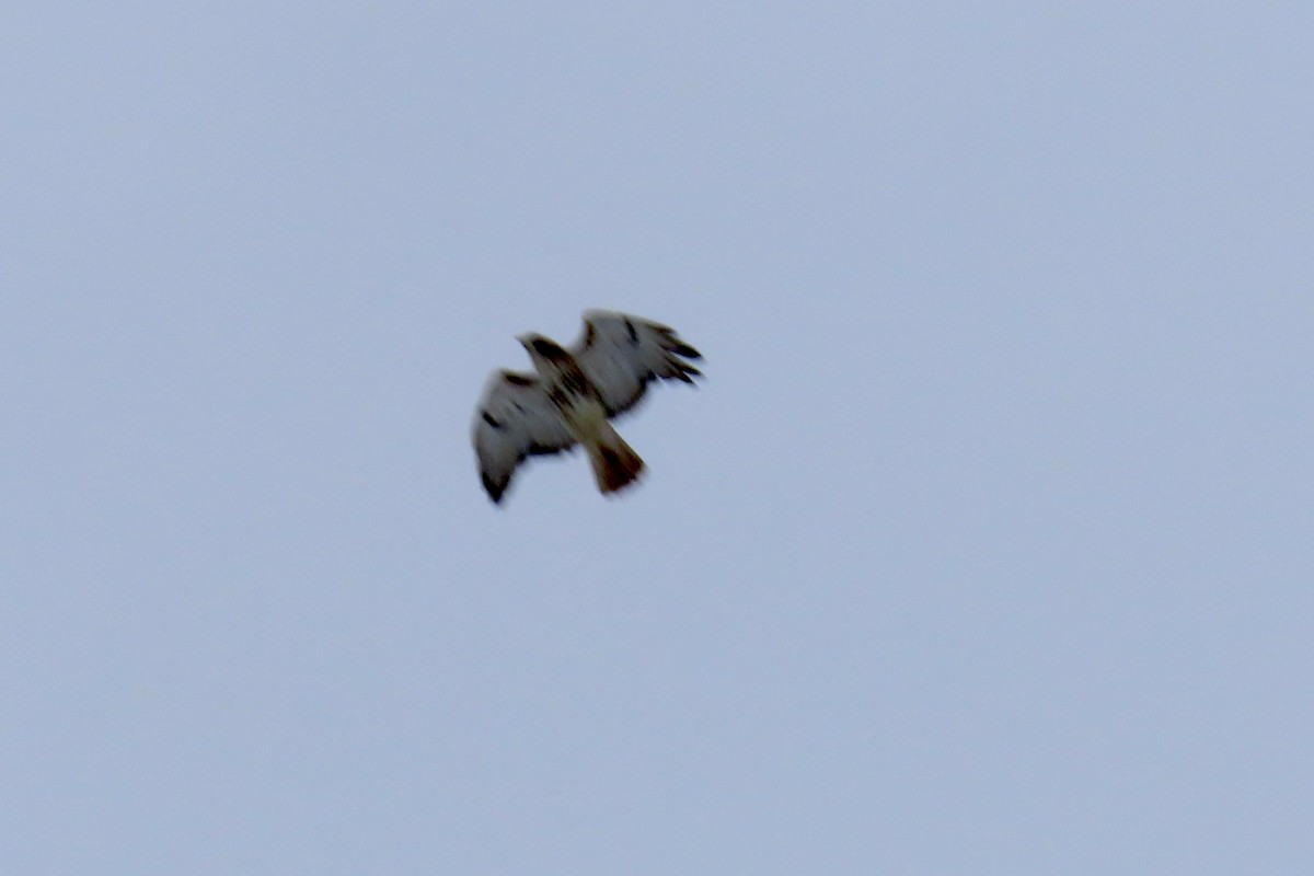 Red-tailed Hawk - Merrie Perron