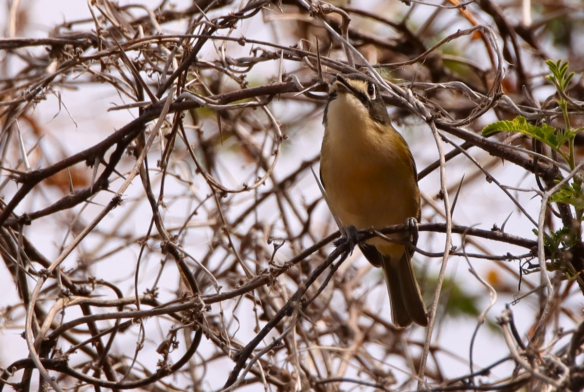 Vireo Cabecinegro - ML615922676