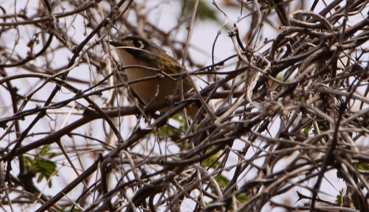 Black-capped Vireo - Francisco Fernández