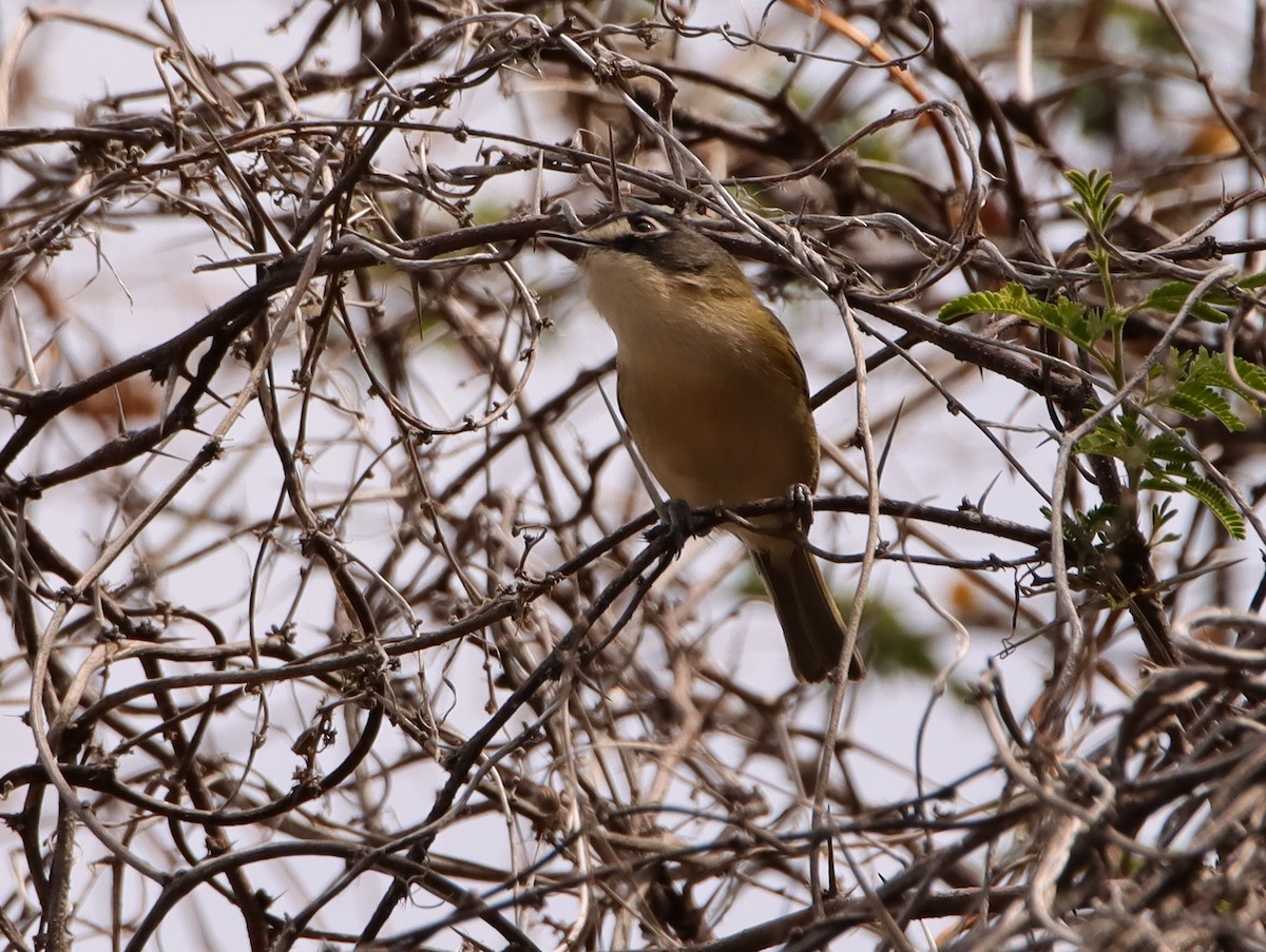 Vireo Cabecinegro - ML615922680