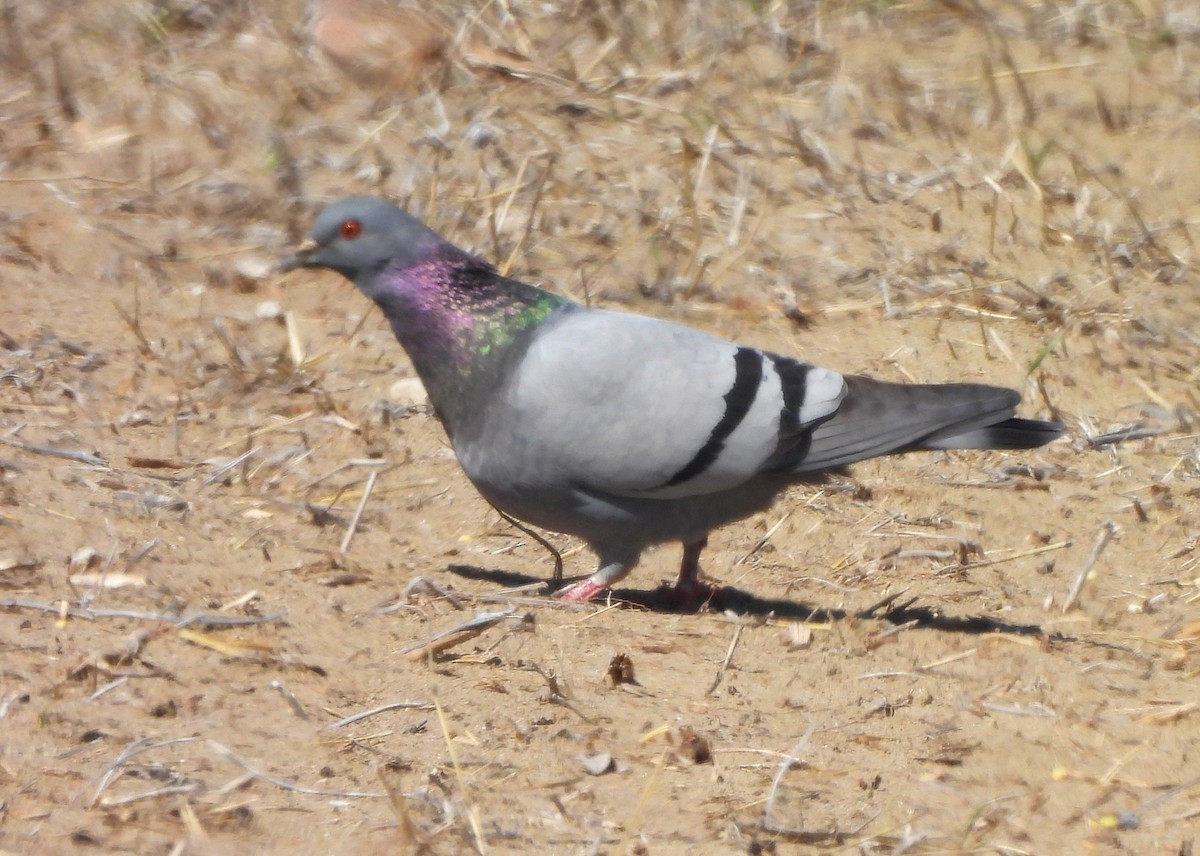 Pigeon biset (forme domestique) - ML615922698