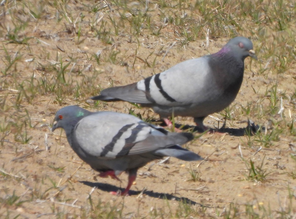 Pigeon biset (forme domestique) - ML615922699