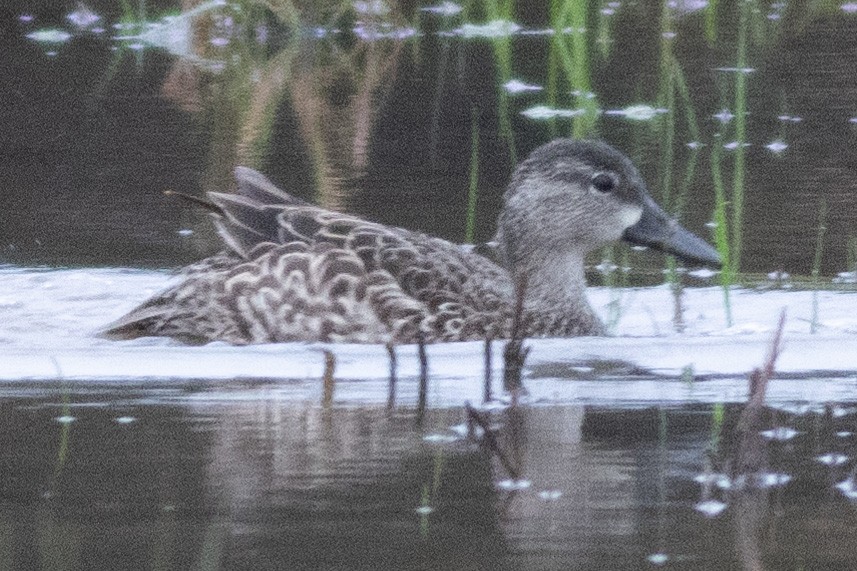 Blue-winged Teal - ML615922705