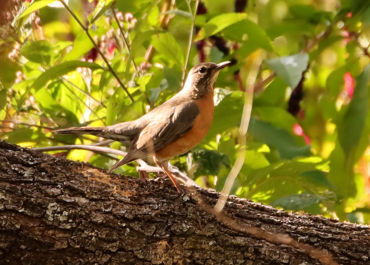 American Robin - ML615922744