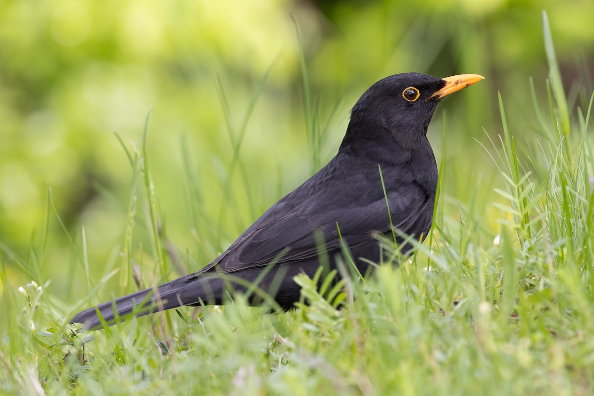 Eurasian Blackbird - ML615922773