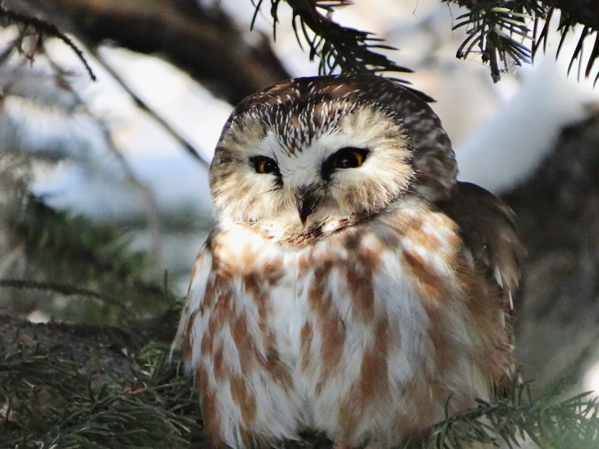 Northern Saw-whet Owl - ML615922778