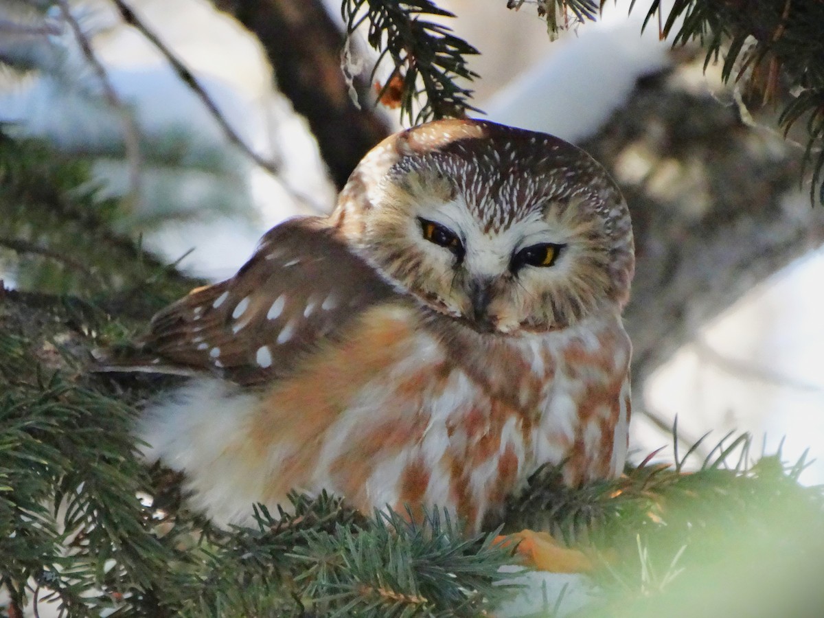 Northern Saw-whet Owl - Mike Russum