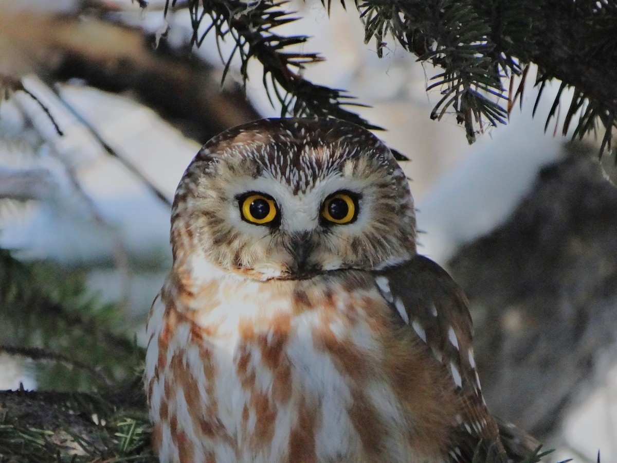 Northern Saw-whet Owl - ML615922782