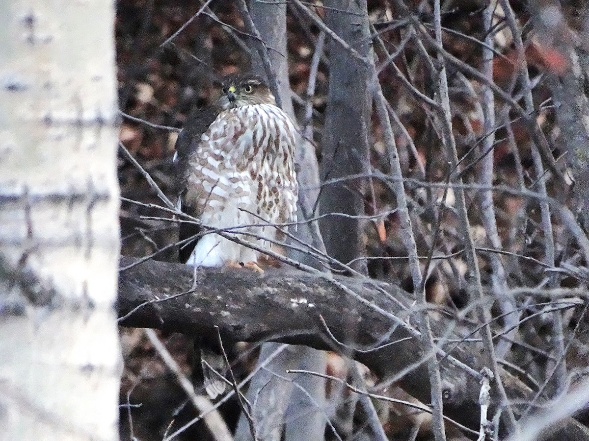 Sharp-shinned Hawk - ML615922851