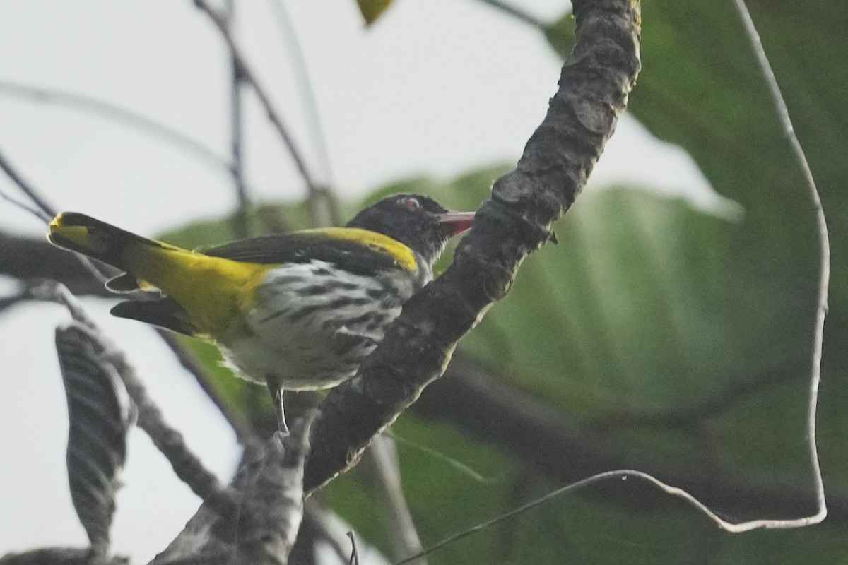 Ventriloquial Oriole - Zhi Zheng