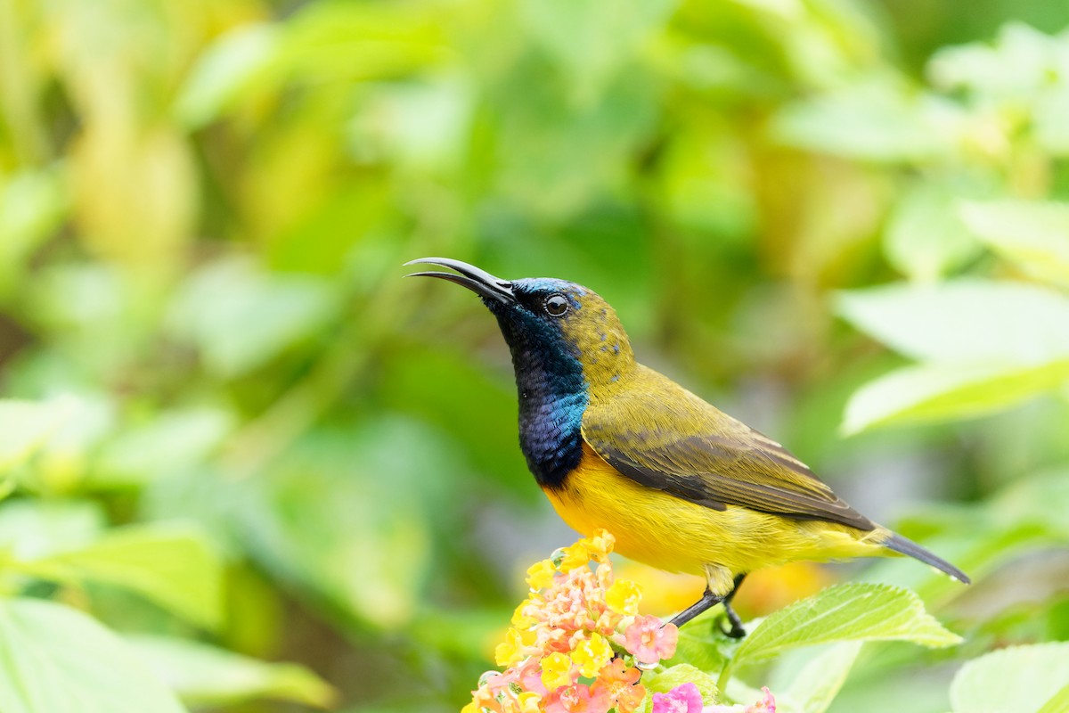 Ornate Sunbird - ML615922871