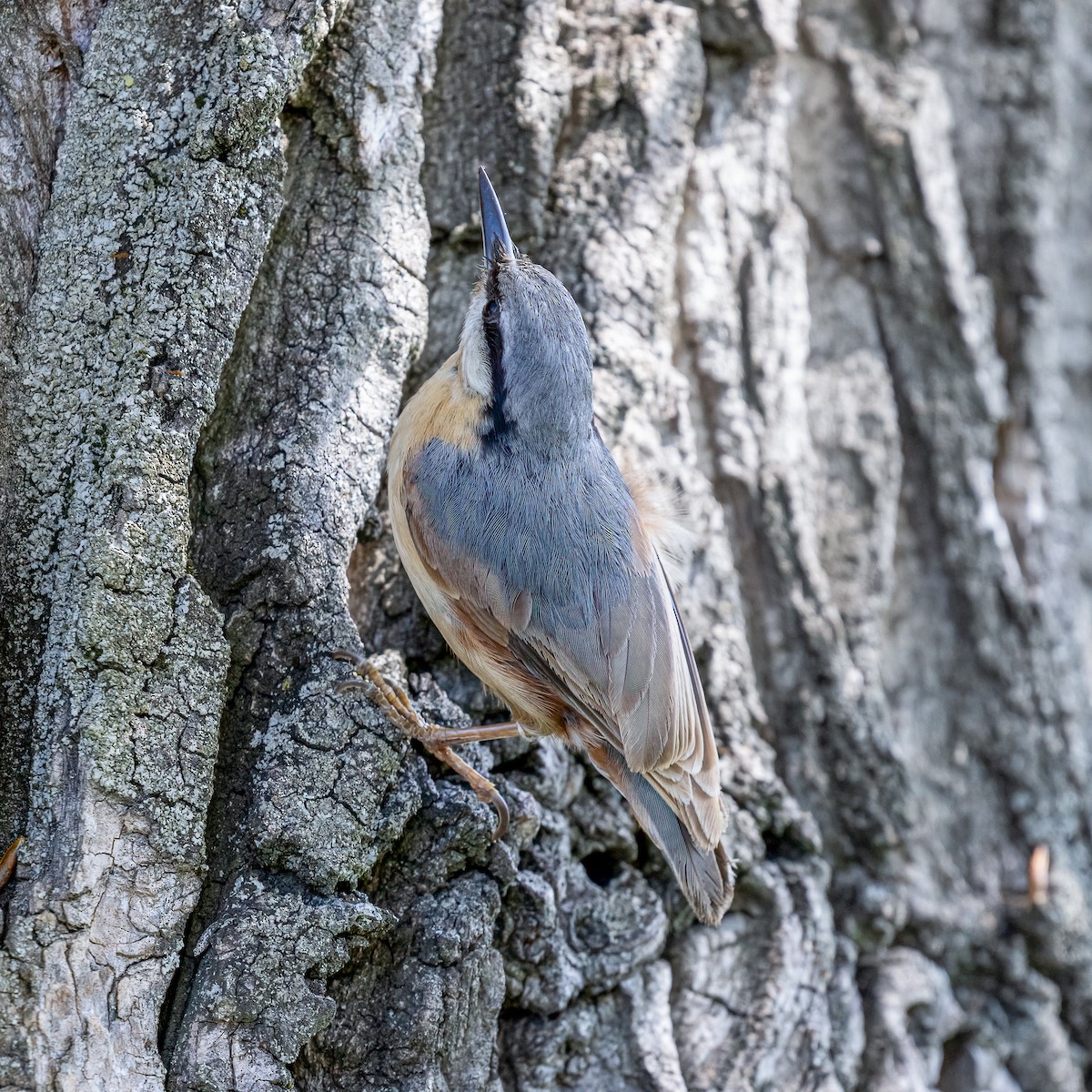 Eurasian Nuthatch - ML615922895