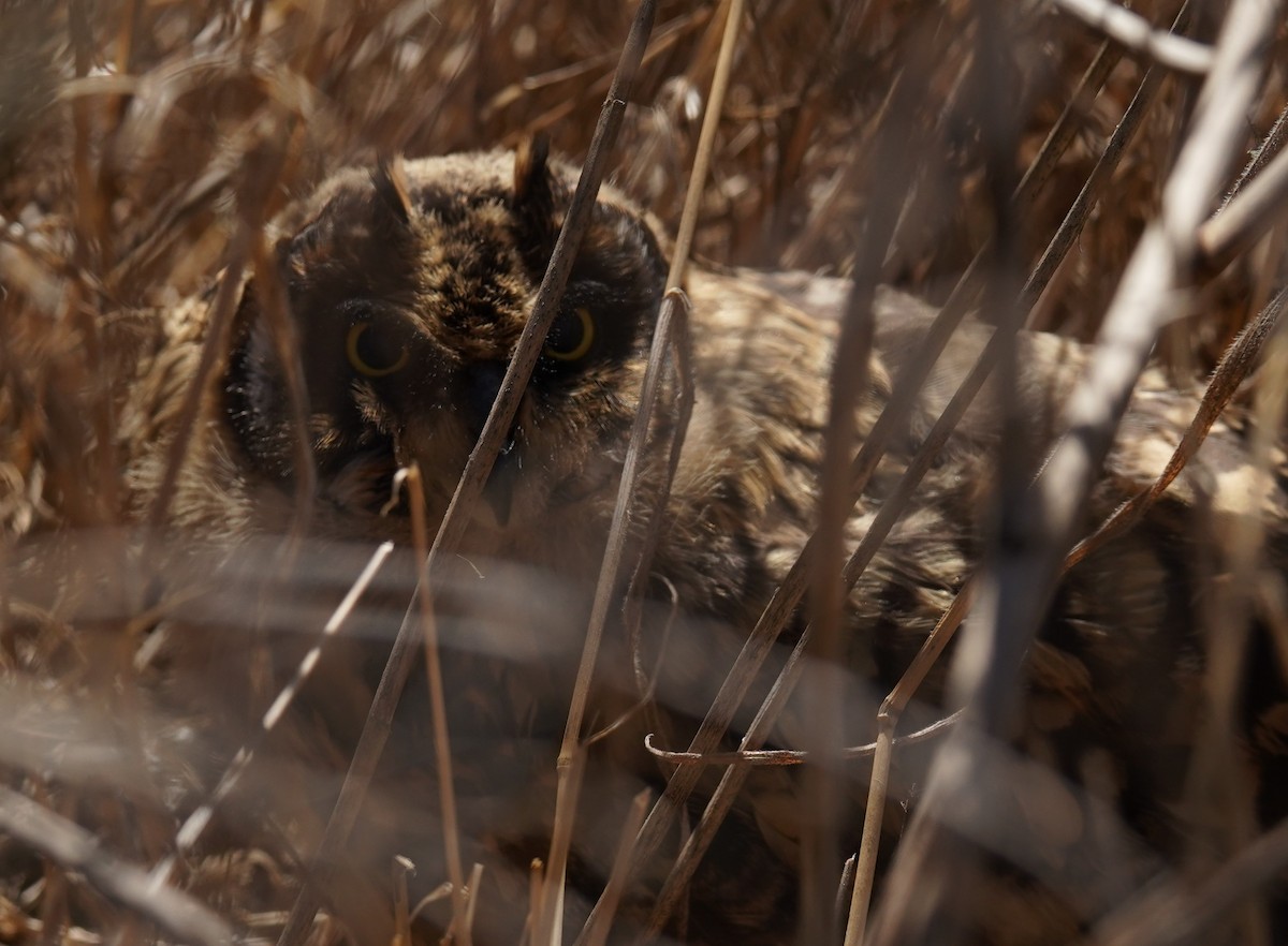 Short-eared Owl - Olivares Barraza