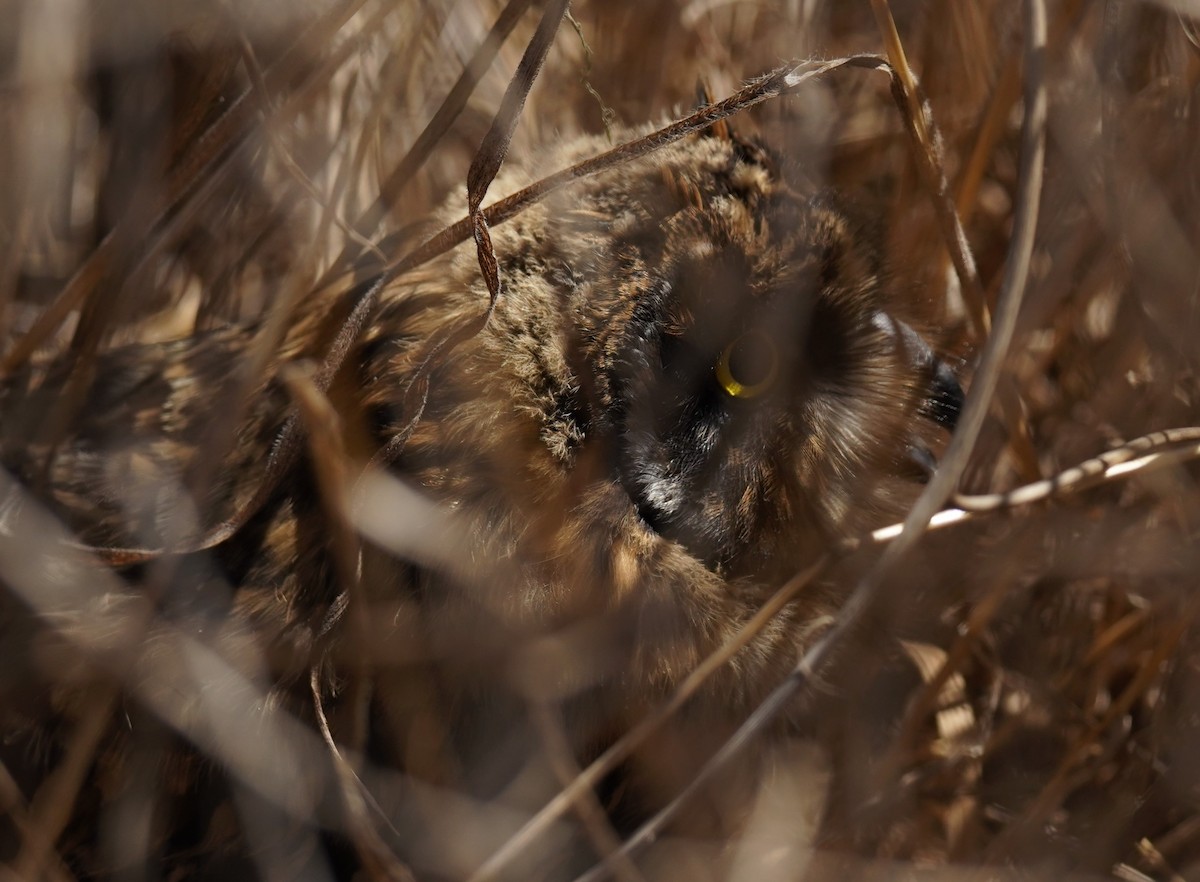 Short-eared Owl - Olivares Barraza