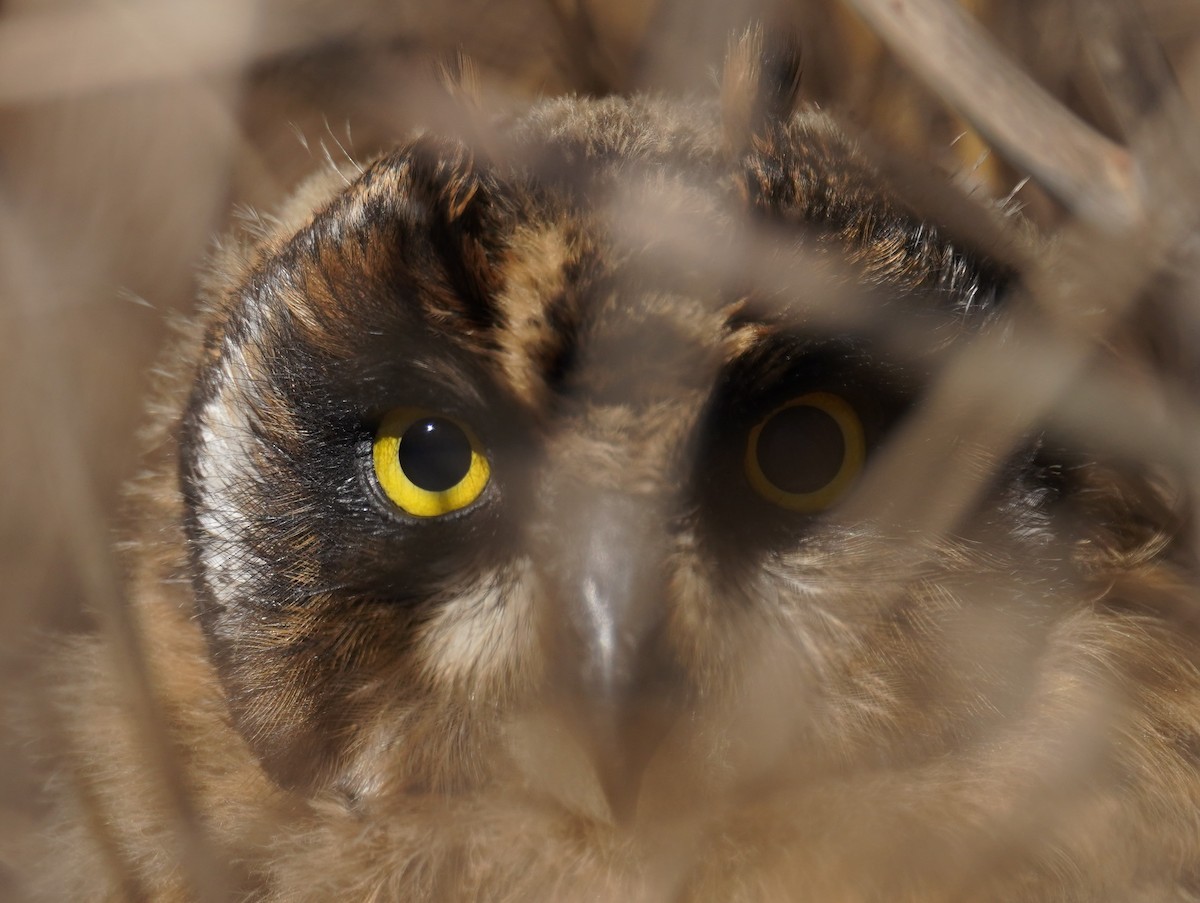 Short-eared Owl - Olivares Barraza
