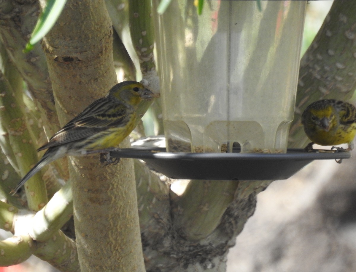 Island Canary - Andy Hannaford