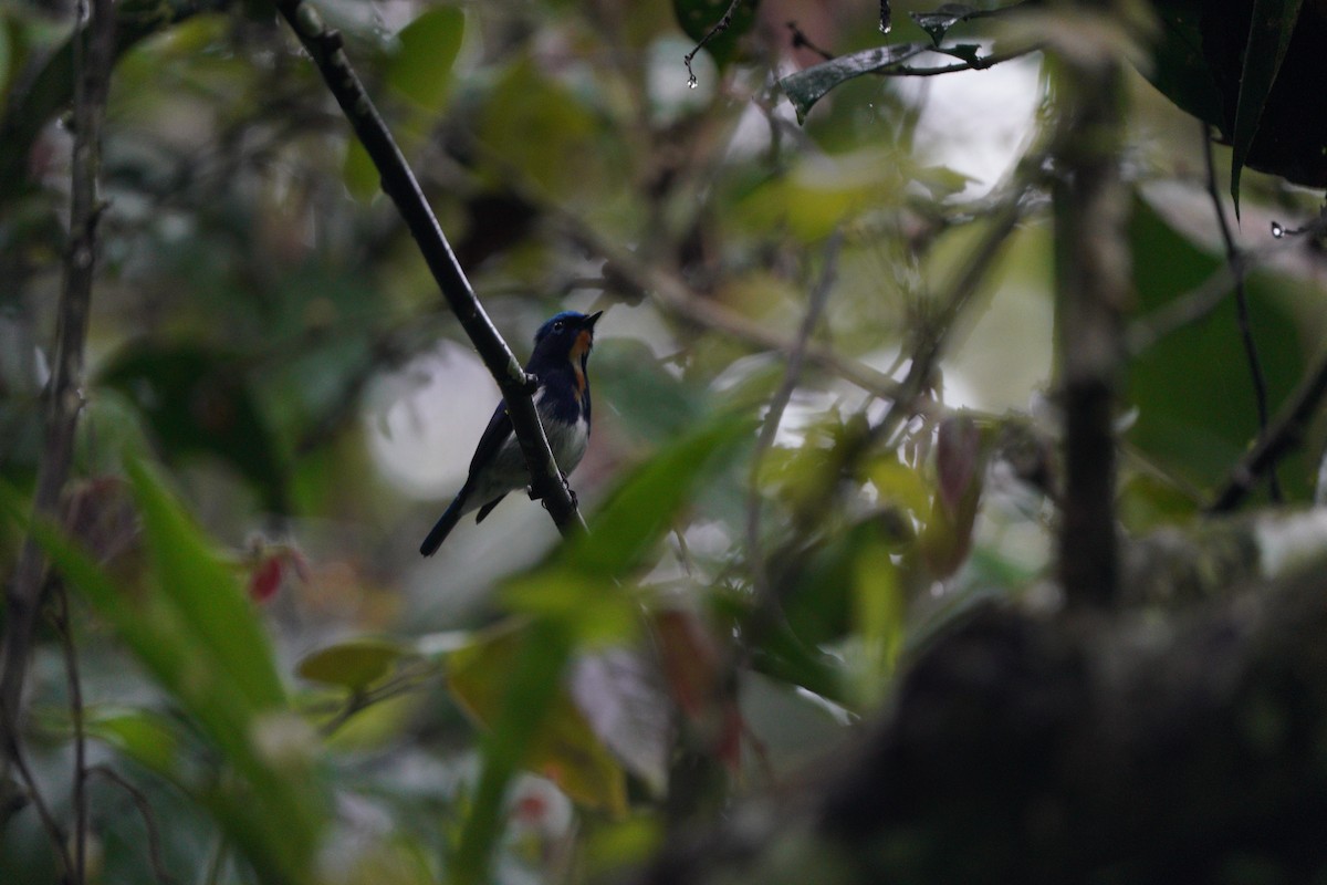 Sapphire Flycatcher - ML615922923