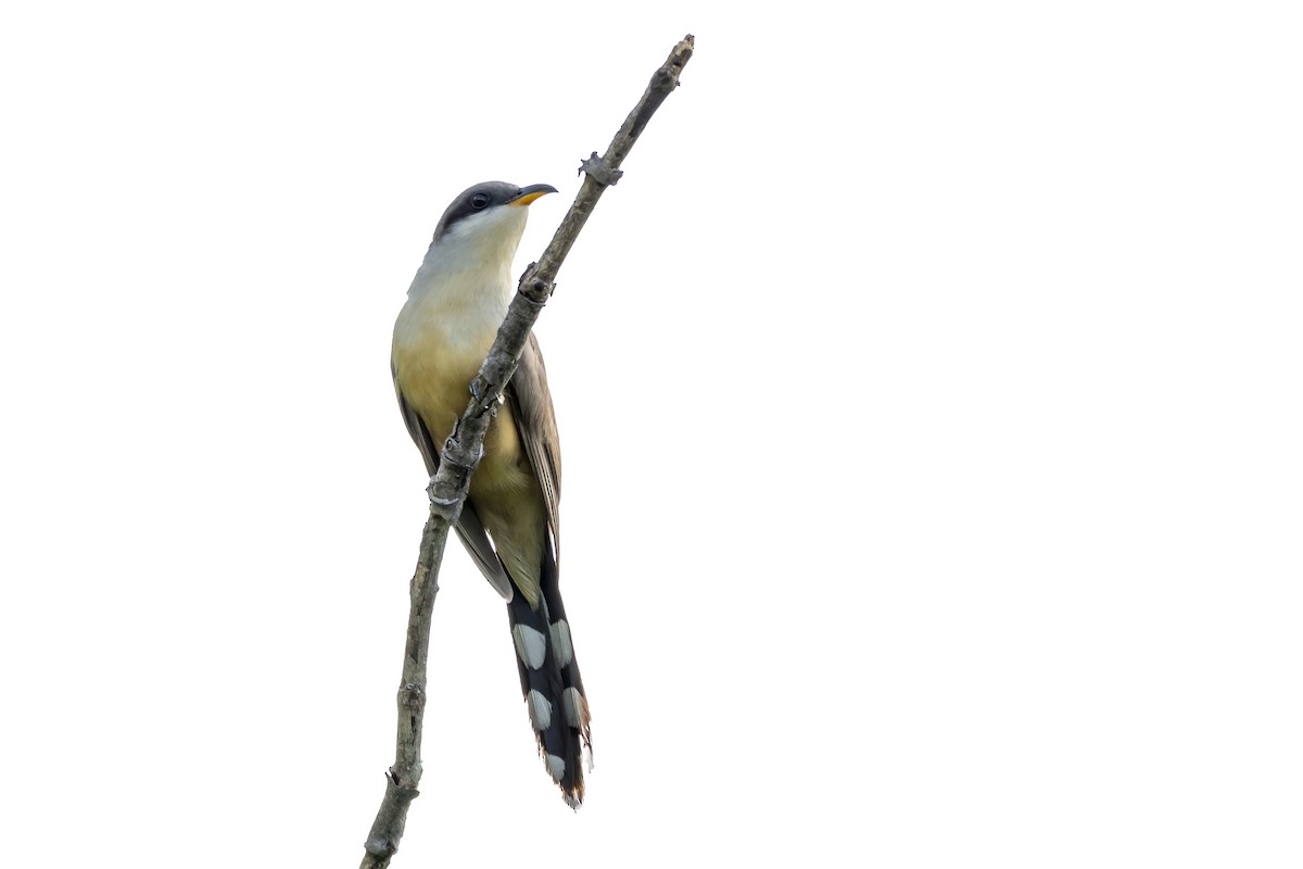 Mangrovekuckuck - ML615922928