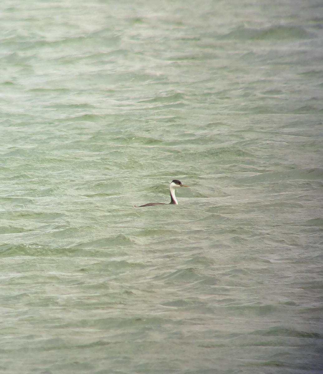 Western Grebe - ML615922946