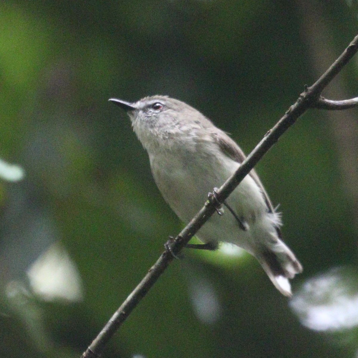 Brown Gerygone - Hendrik Swanepoel