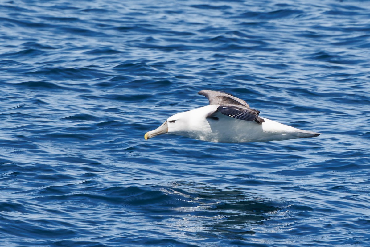 White-capped Albatross - ML615922963