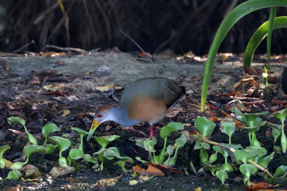 Russet-naped Wood-Rail - ML615922973