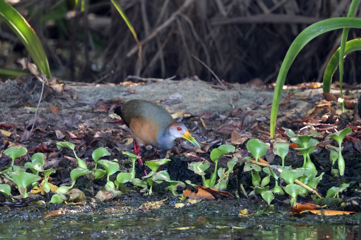 Russet-naped Wood-Rail - ML615922974