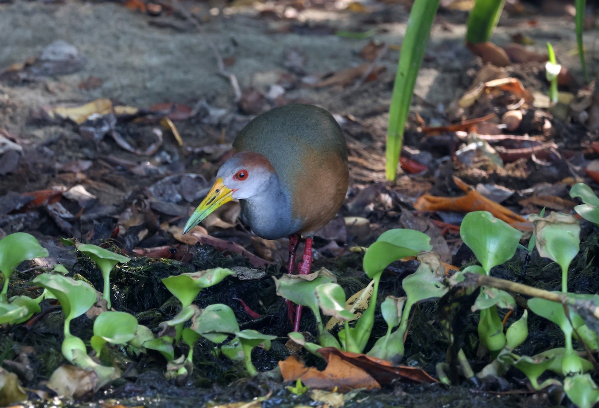 Russet-naped Wood-Rail - ML615922975