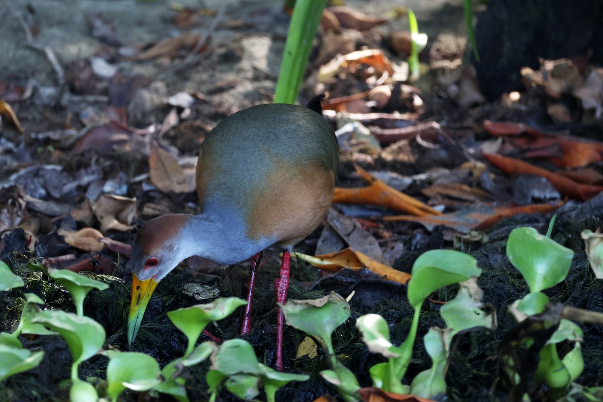 Russet-naped Wood-Rail - ML615922976