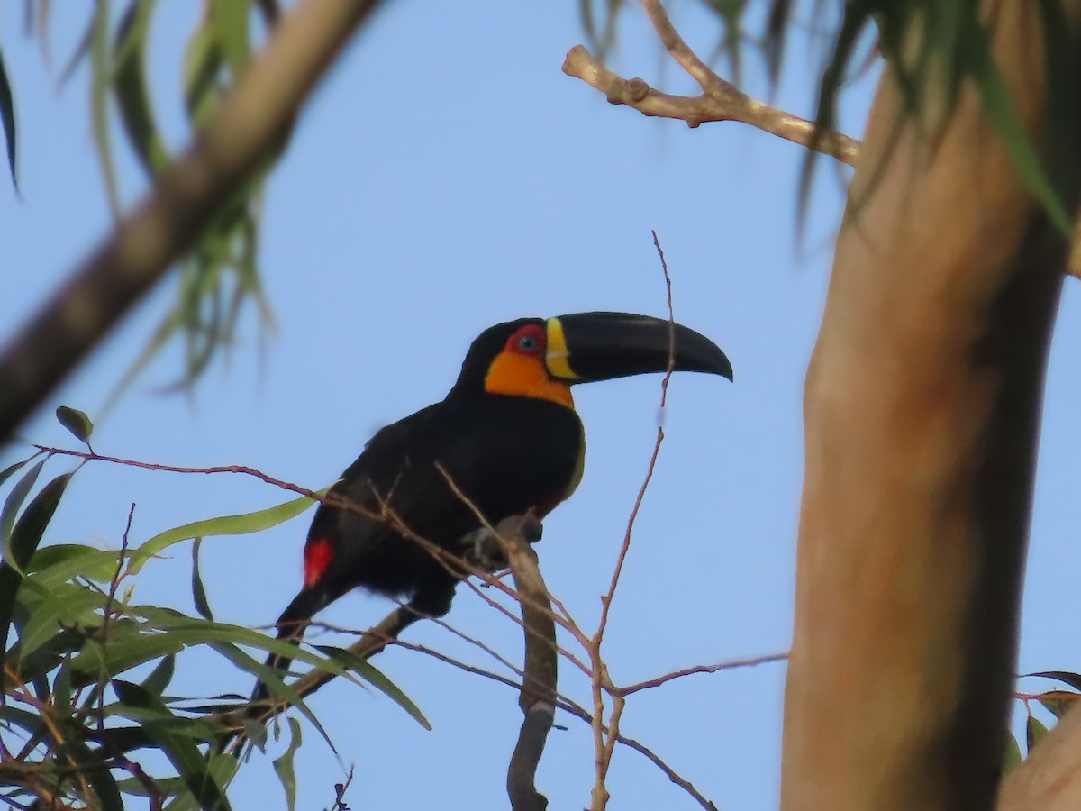 Channel-billed Toucan - ML615922984